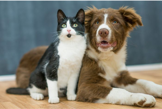 Companion